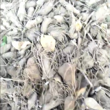 白术芽白术种苗