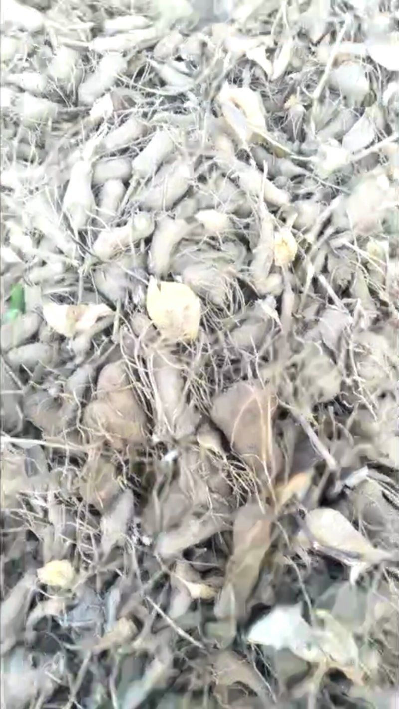 白术芽白术种苗