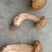 野生菌
