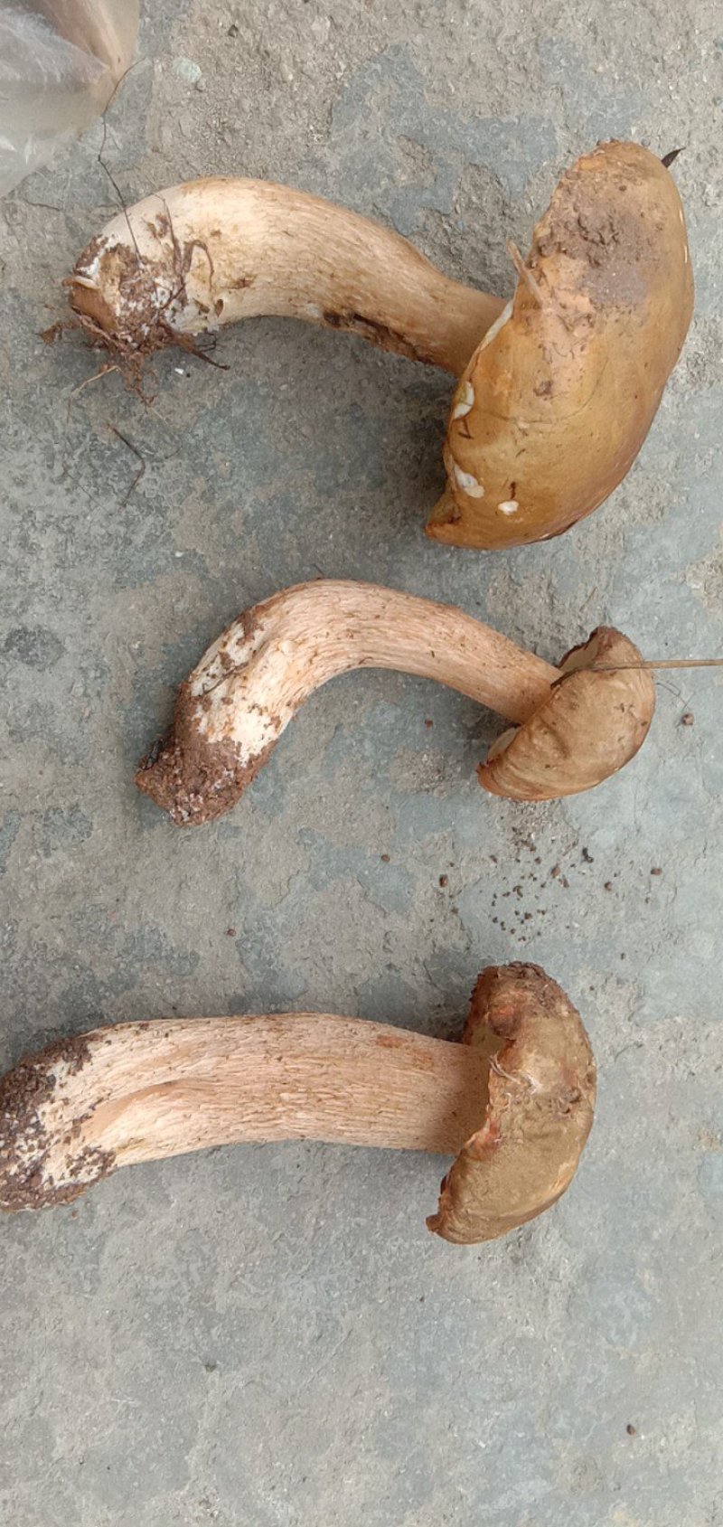 野生菌