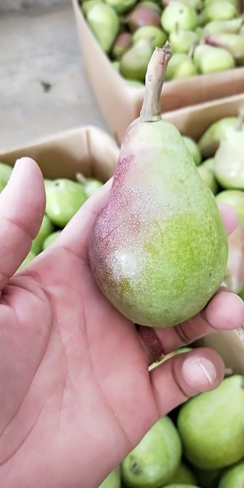 伏阳梨