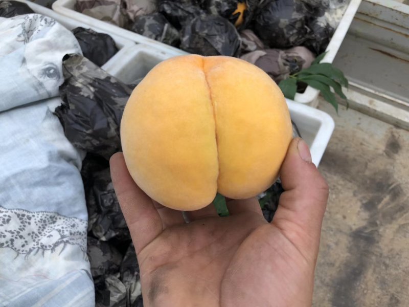 精品黄肉桃子，酸甜可口！