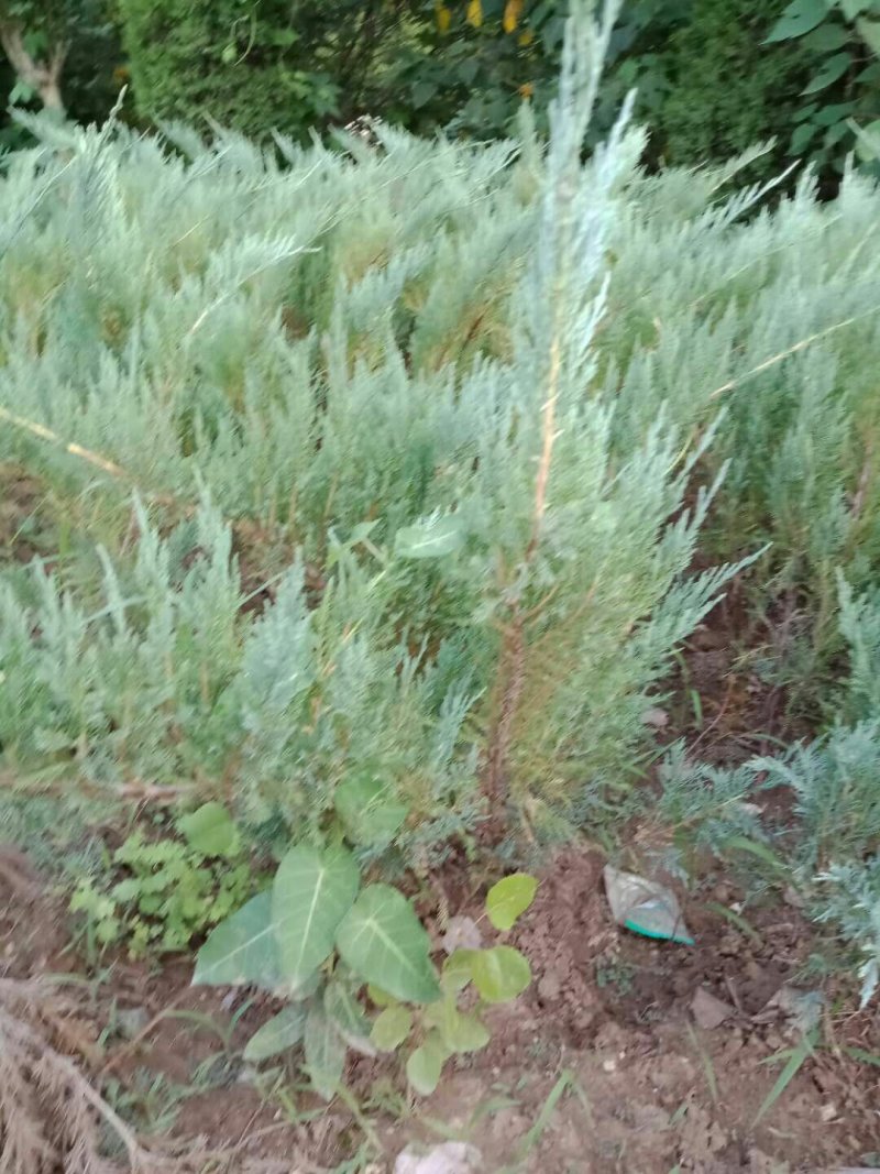 沙地柏，工程绿化苗木，沙地柏基地直销欢迎选购