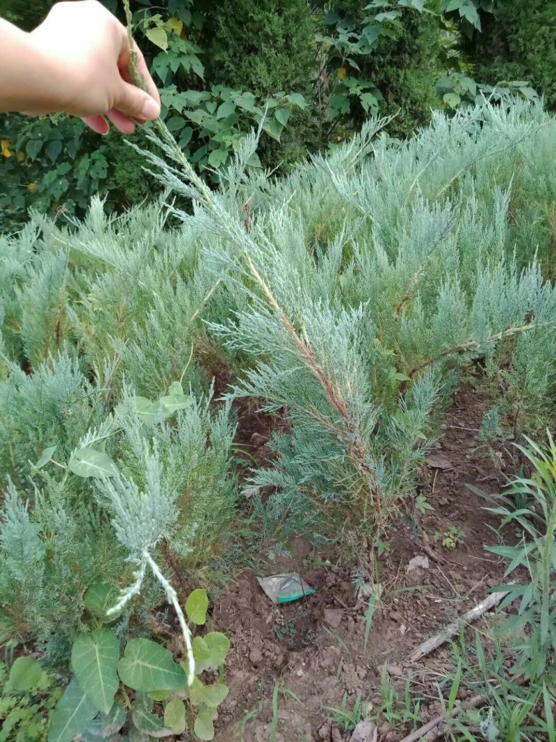 沙地柏，工程绿化苗木，沙地柏基地直销欢迎选购