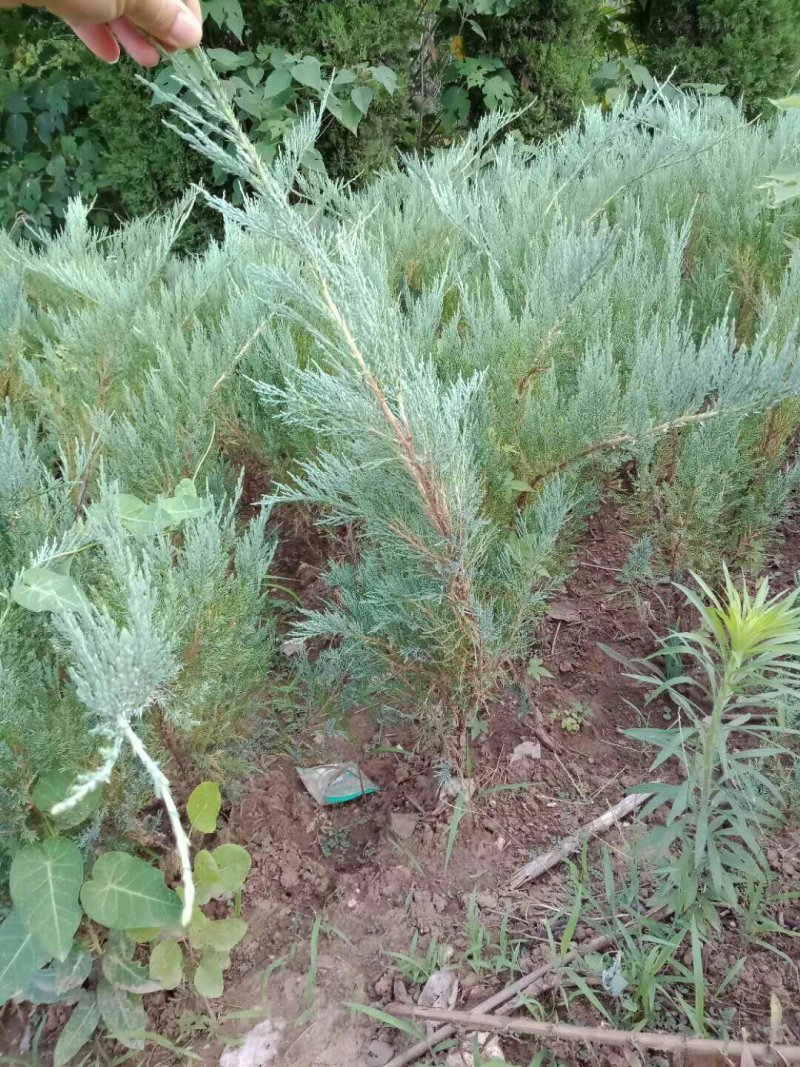 沙地柏，工程绿化苗木，沙地柏基地直销欢迎选购
