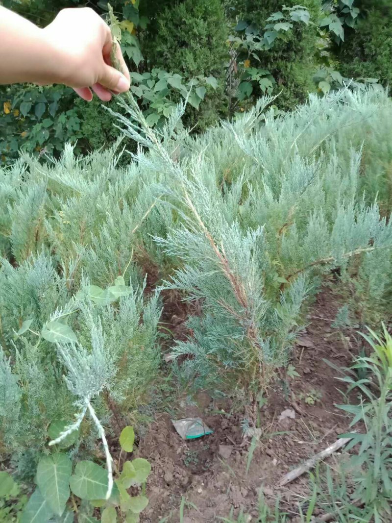 沙地柏，工程绿化苗木，沙地柏基地直销欢迎选购