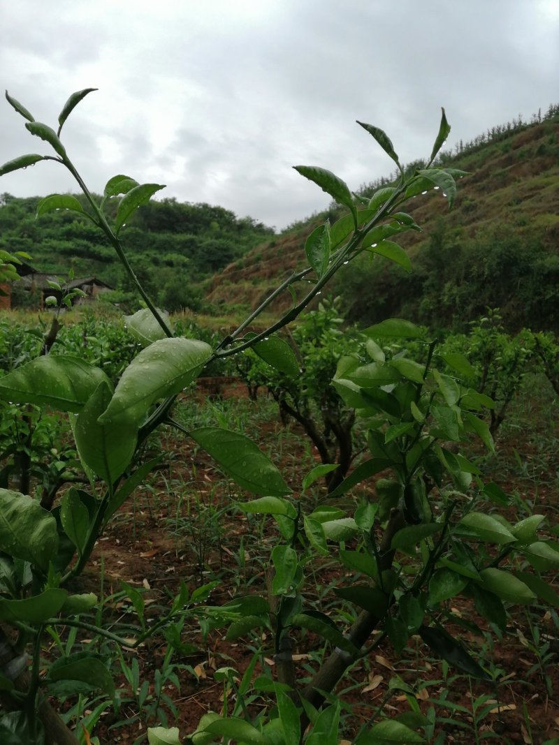 明日见枝条产地直营自产自销5斤起值得植的新品种。