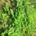 太空2008草莓苗红颜草莓苗脱毒苗包成活的草莓苗