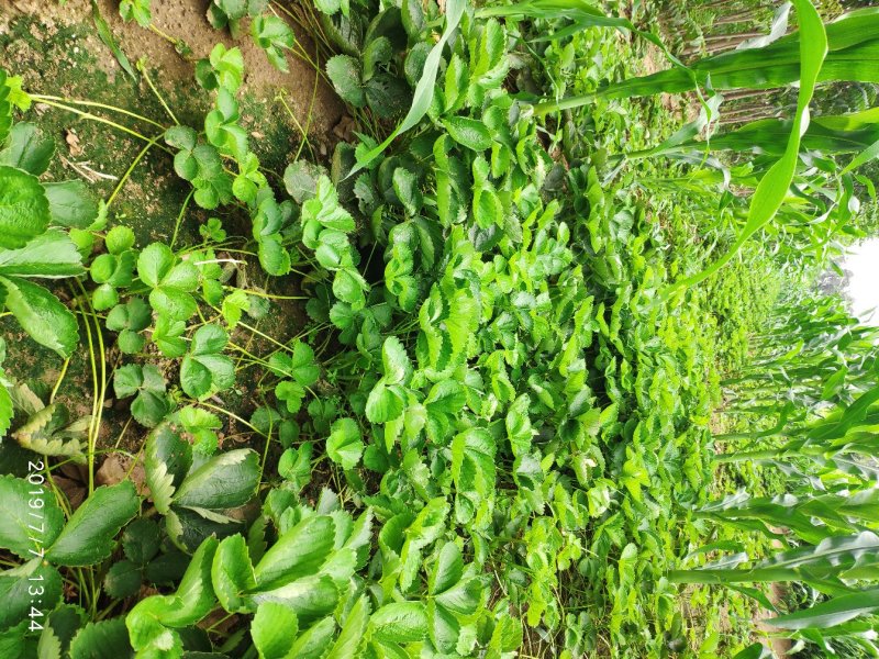 太空2008草莓苗红颜草莓苗脱毒苗包成活的草莓苗