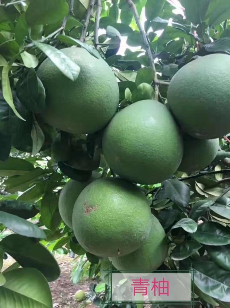 供优质青柚种苗