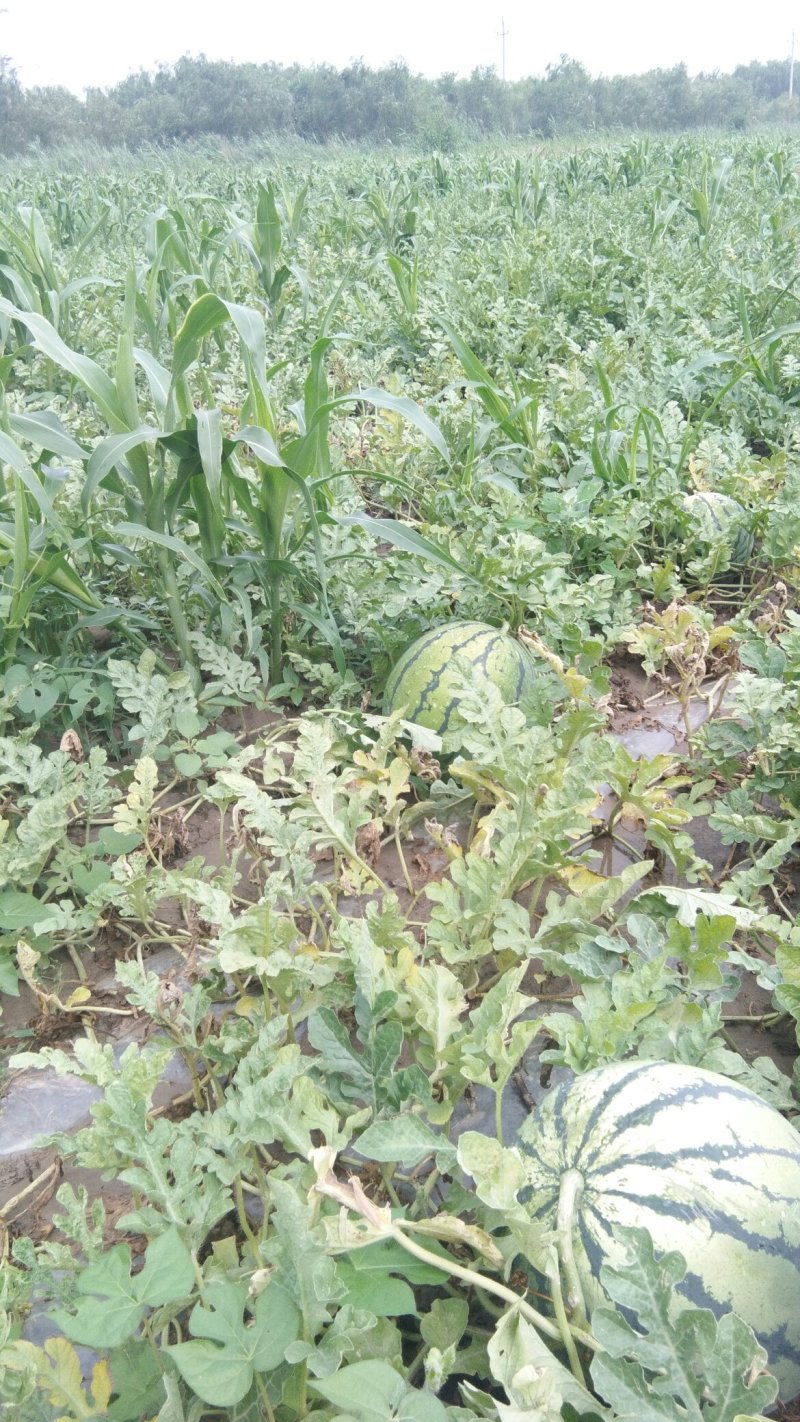 宁河西瓜包熟包甜