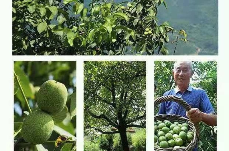 2019野生涉村农村青皮核桃