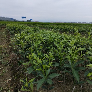 供无核091沃柑种苗