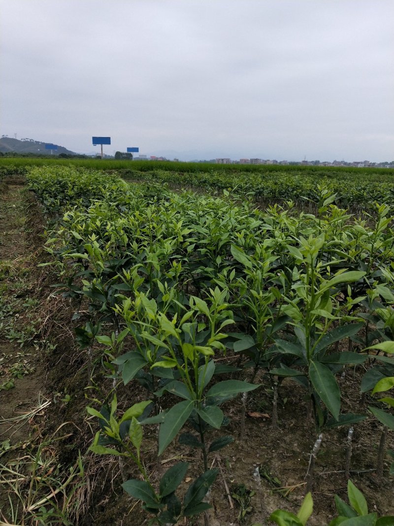 供无核091沃柑种苗