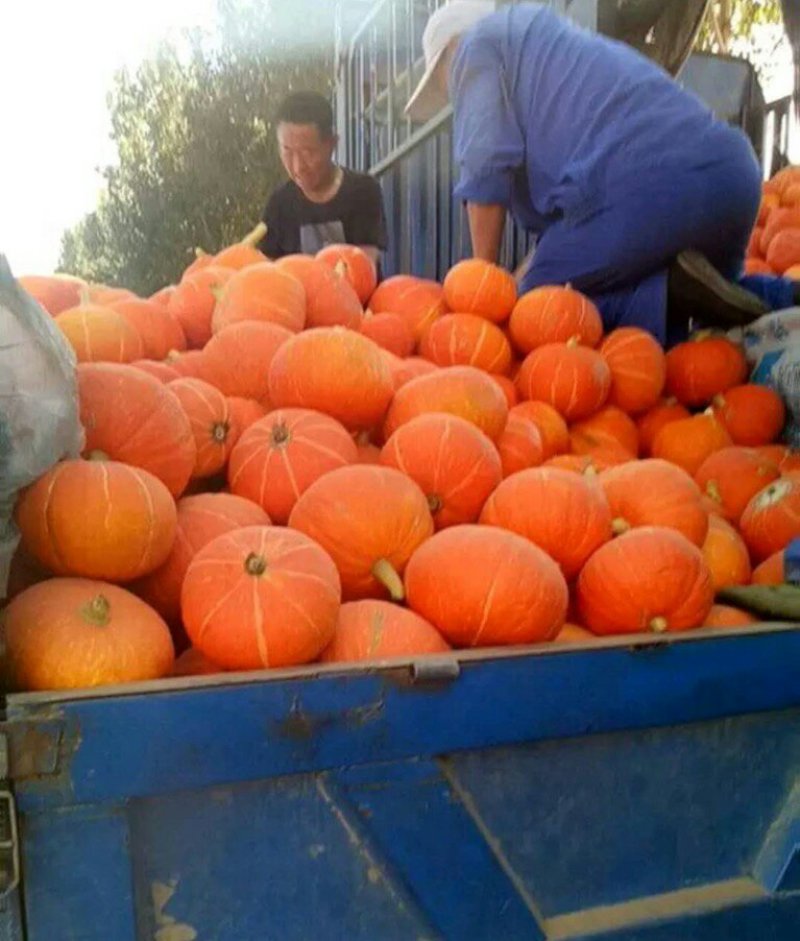 精品南瓜大量上市品质佳口感好货源充足产地直供