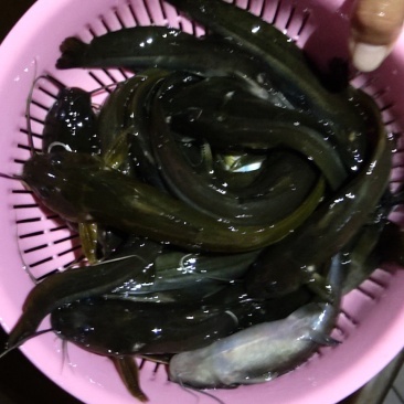 野生石扁头，我们这里叫角角鱼