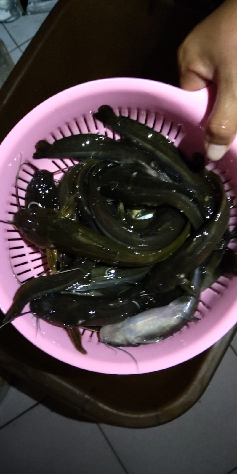 野生石扁头，我们这里叫角角鱼