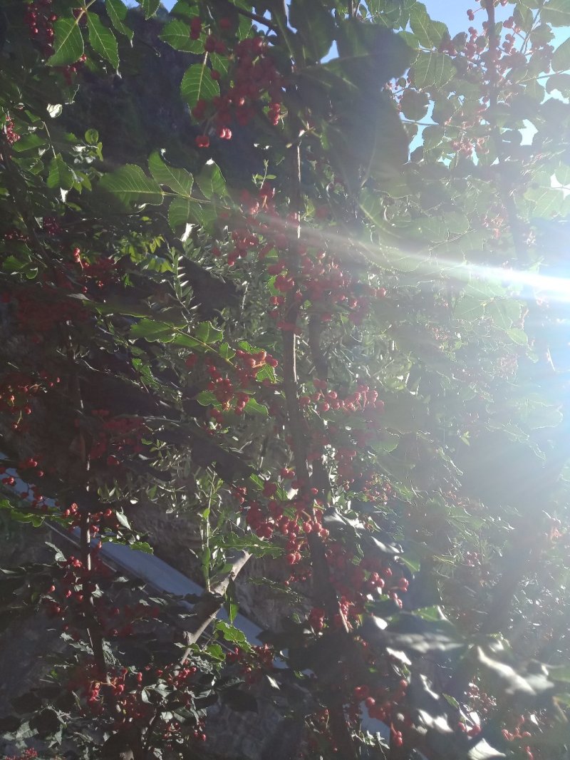 甘肃陇南武都优质花椒树.幼苗培育基地。