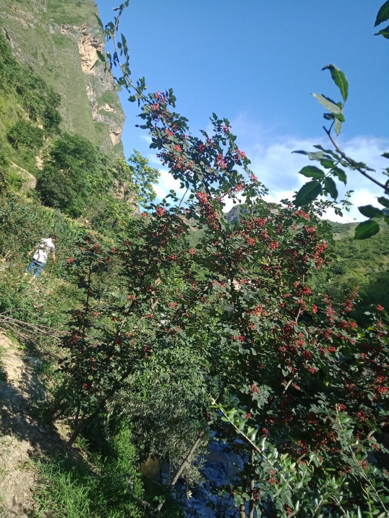 甘肃陇南武都优质花椒树.幼苗培育基地。