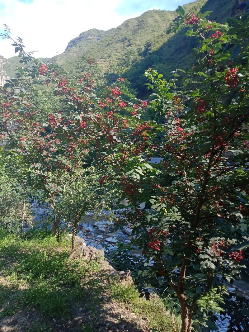 甘肃陇南武都优质花椒树.幼苗培育基地。