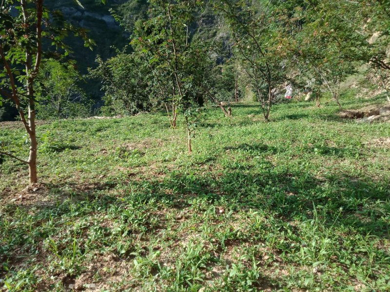 甘肃陇南武都优质花椒树.幼苗培育基地。