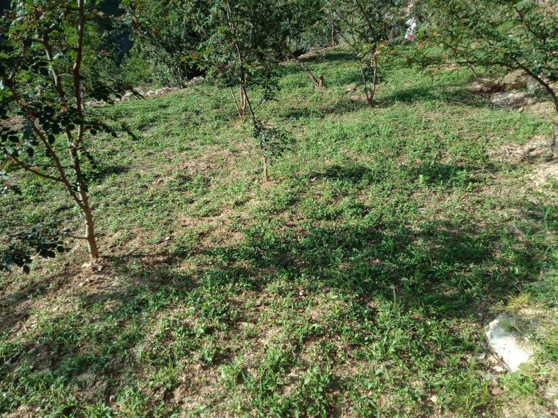 甘肃陇南武都优质花椒树.幼苗培育基地。