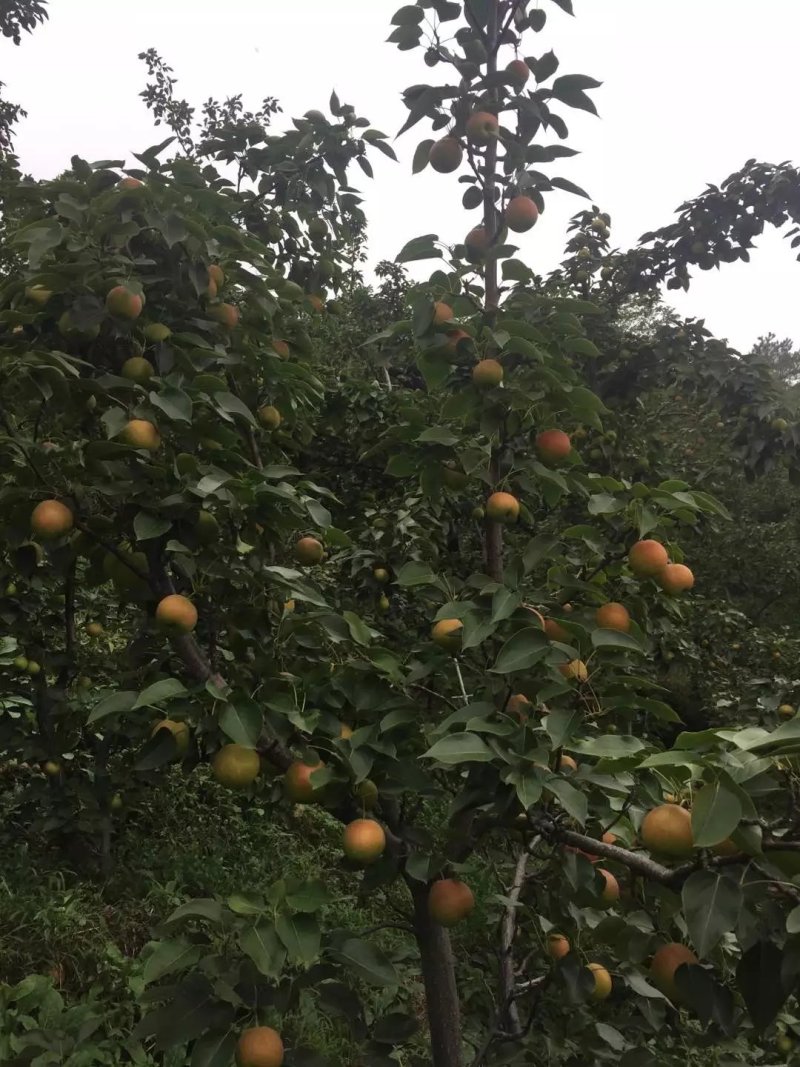 辽宁特产南果梨，山坡红梨，薄皮肉细，口感吉佳，色泽鲜艳。