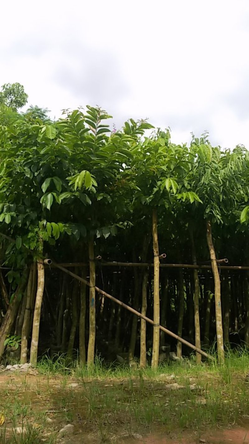 大叶紫薇产地直供