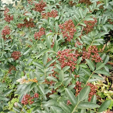 雅安汉源正宗清溪花椒，