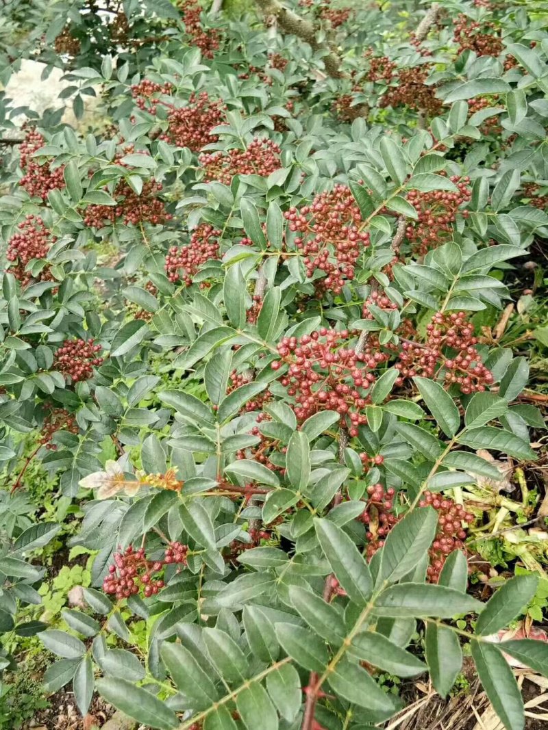 雅安汉源正宗清溪花椒，