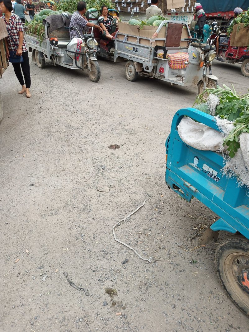 龙卷风基地货当天采摘上车，场地宽阔上货量大