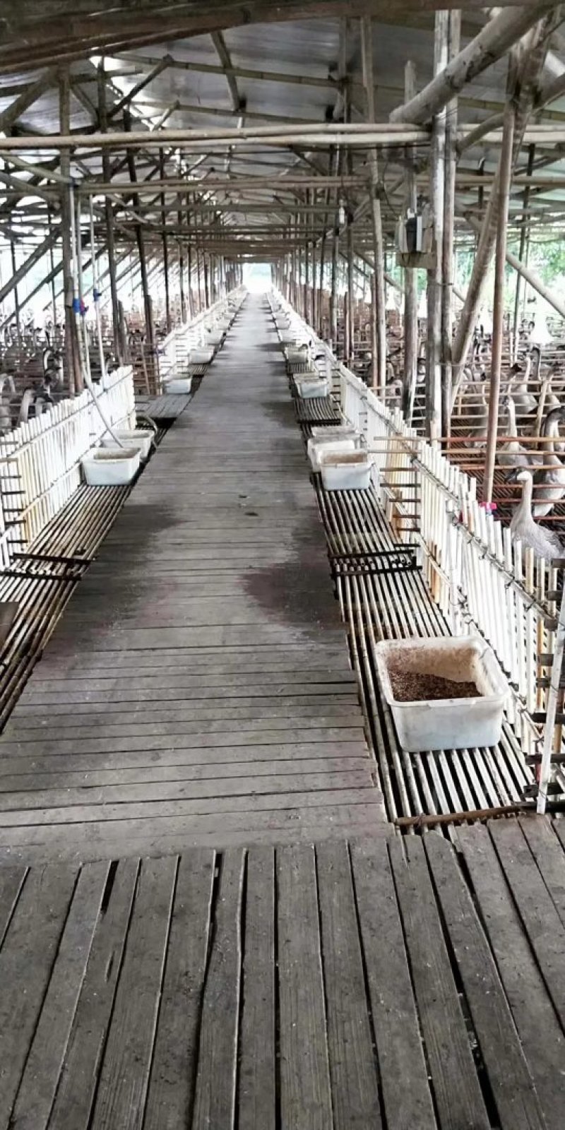 黑棕鹅棚鹅草鹅大量供应批发