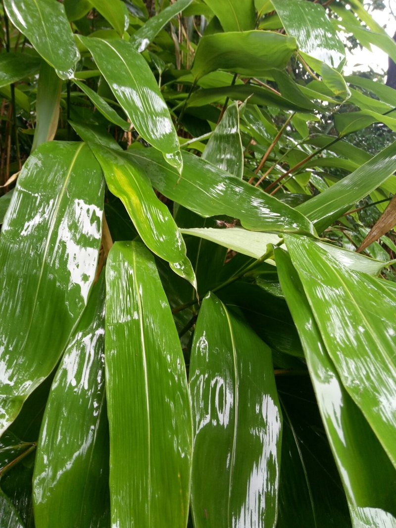 新鲜棕叶