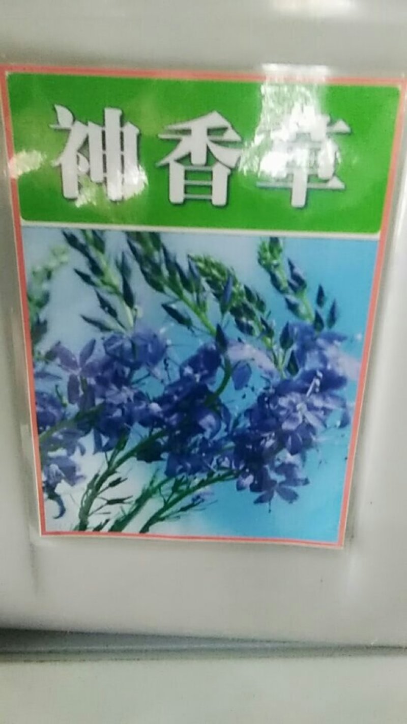 神香草种子牛膝草柳薄荷海索草耐热香草香料种子