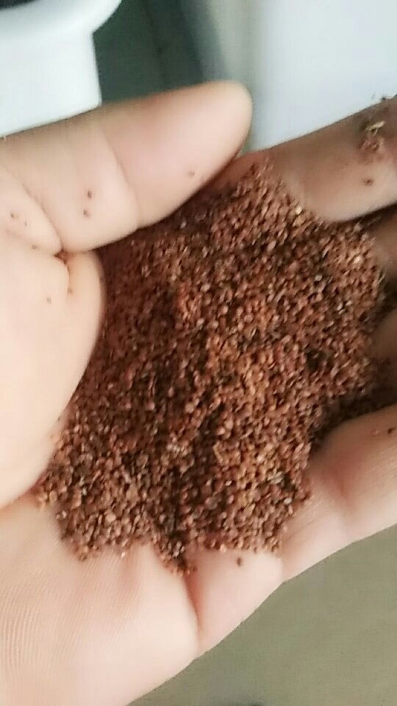 香雪球种子多年生耐寒花卉种子园林景观花海工程绿化种植