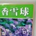 香雪球种子多年生耐寒花卉种子园林景观花海工程绿化种植