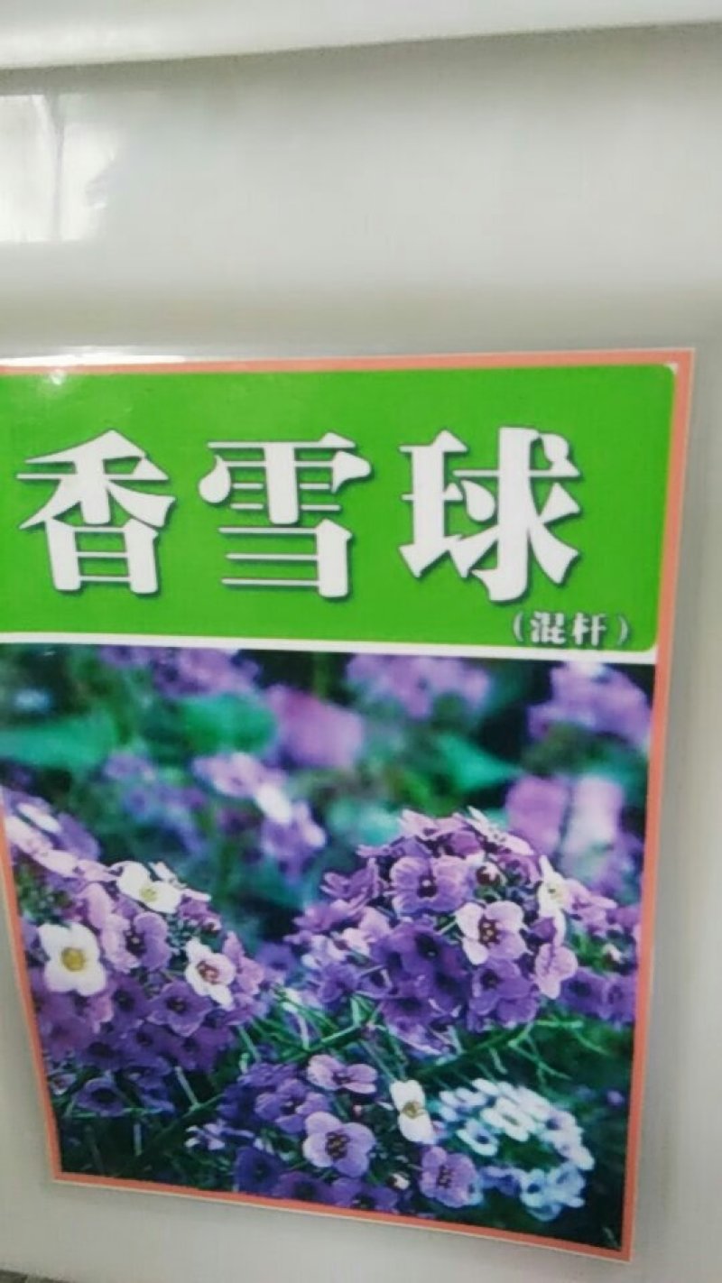 香雪球种子多年生耐寒花卉种子园林景观花海工程绿化种植