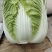 出售精品玲珑黄大白菜，精品白菜。包地都可以