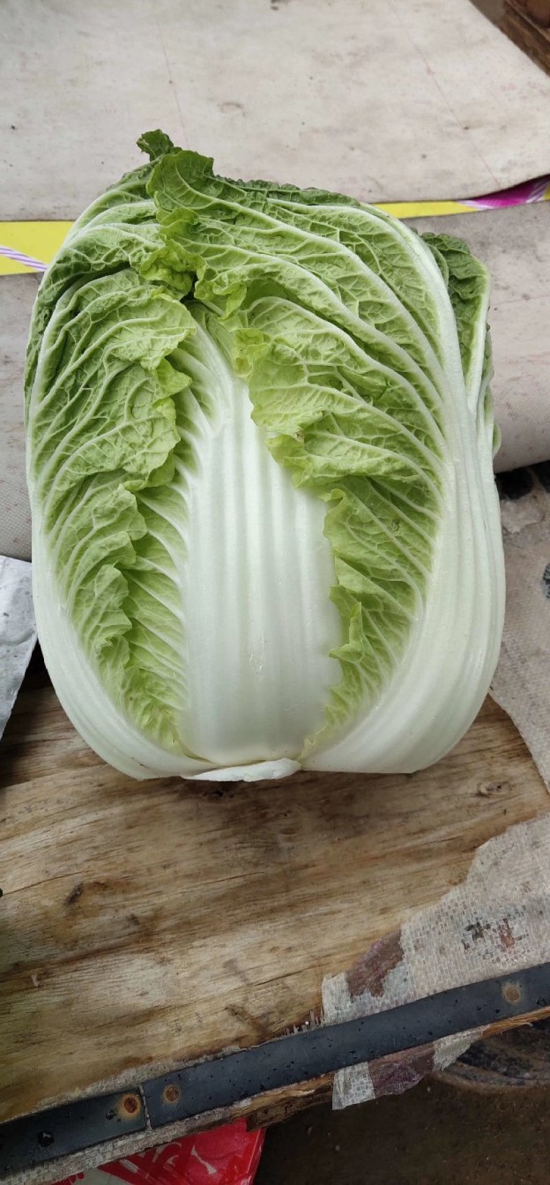 出售精品玲珑黄大白菜，精品白菜。包地都可以