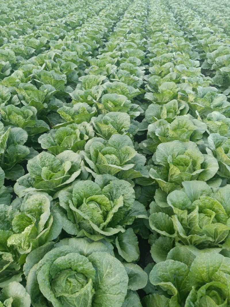 出售精品玲珑黄大白菜，精品白菜。包地都可以