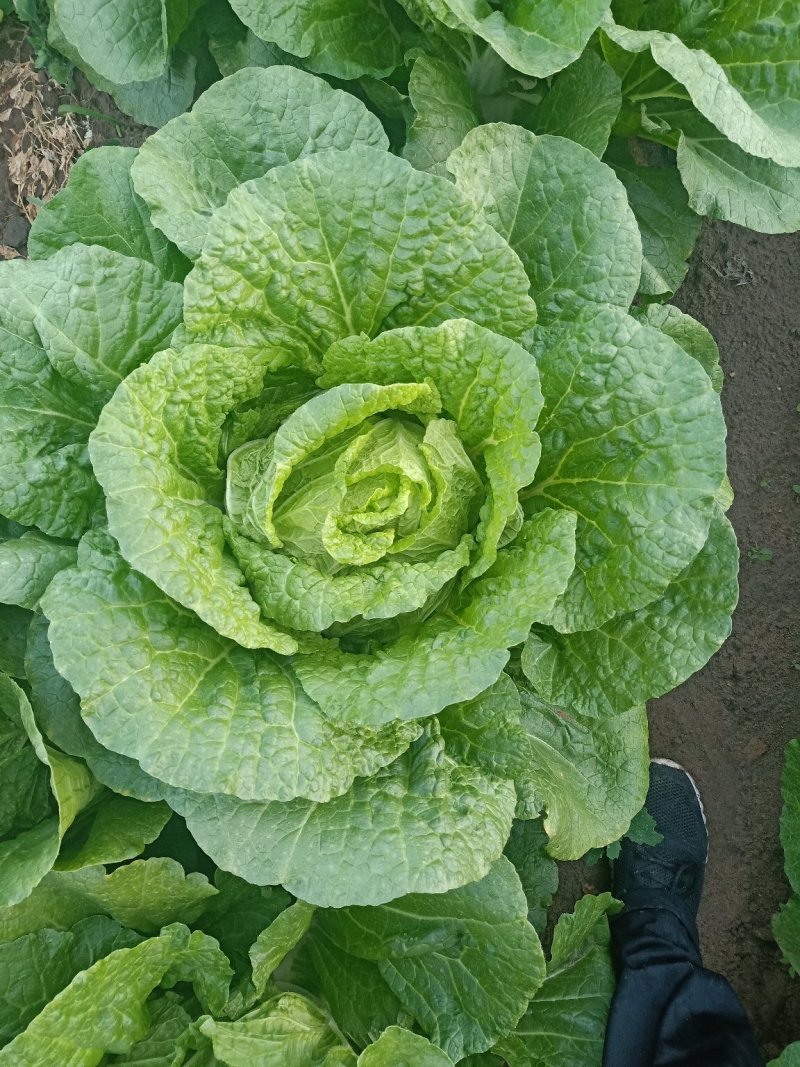 出售精品玲珑黄大白菜，精品白菜。包地都可以