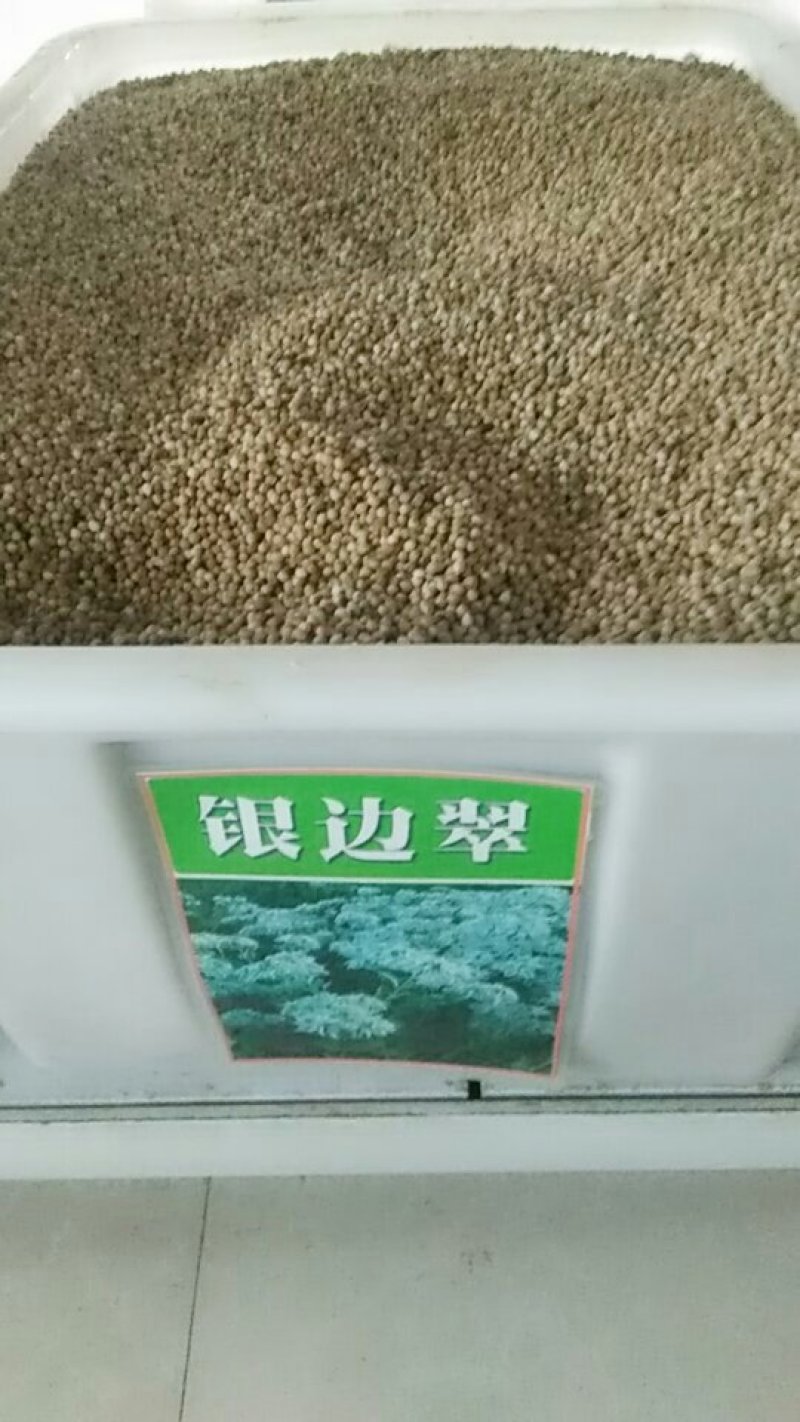 银边翠种子高山积雪象牙白种子景观庭院花海种植花卉种子
