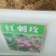 红刺玫种子园林绿化观赏花卉种子