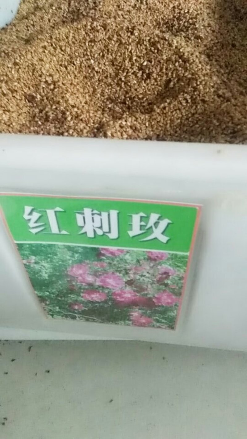 红刺玫种子园林绿化观赏花卉种子