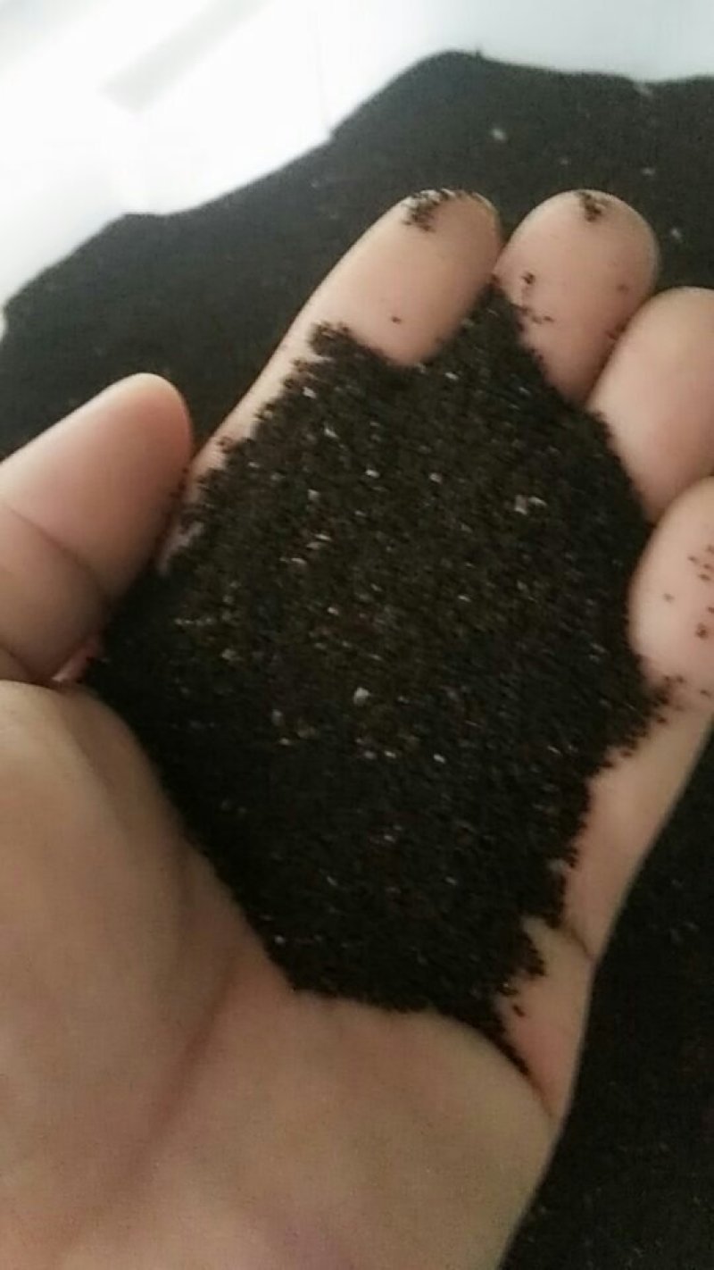 金鱼草种子春秋易种多年生耐寒花卉种籽庭院公园绿化花海种植