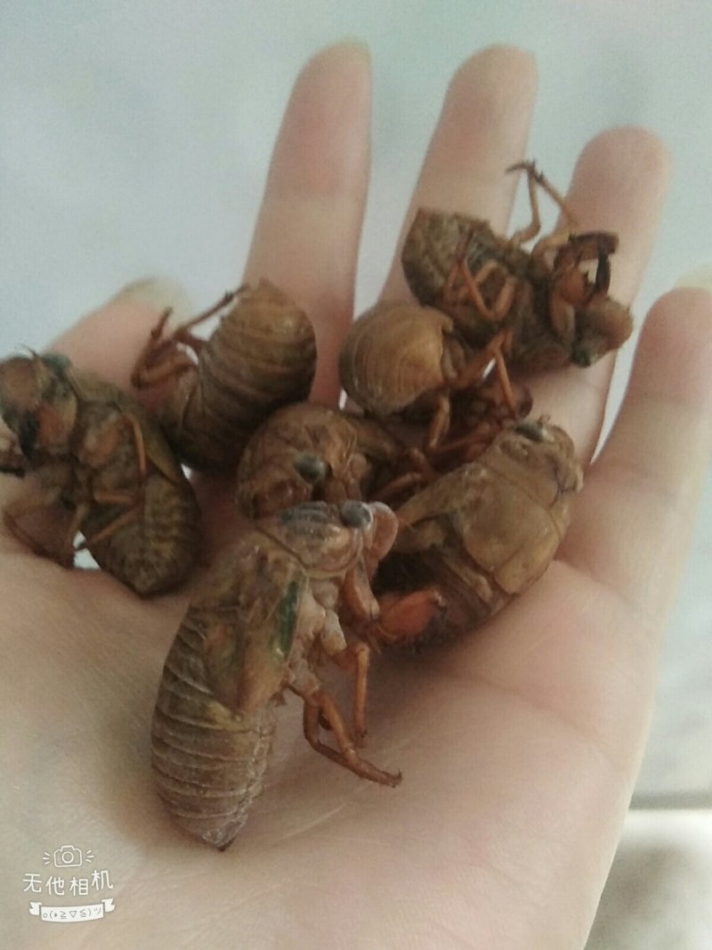 金蝉