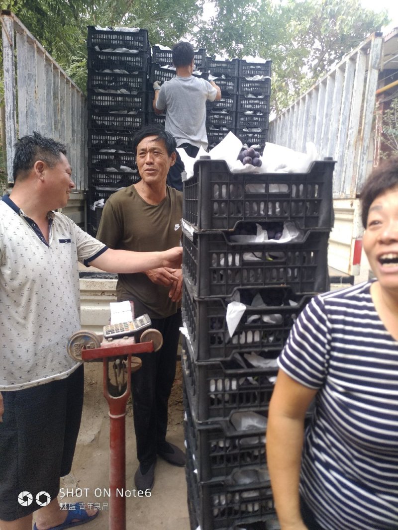京亚葡萄1~2斤5%以下，万亩基地大量上市，货源稳定，