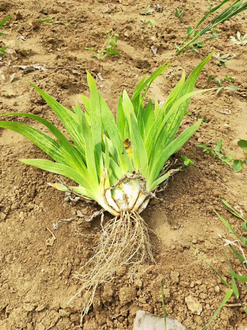 德国鸢尾蝴蝶兰扁担花爱丽丝