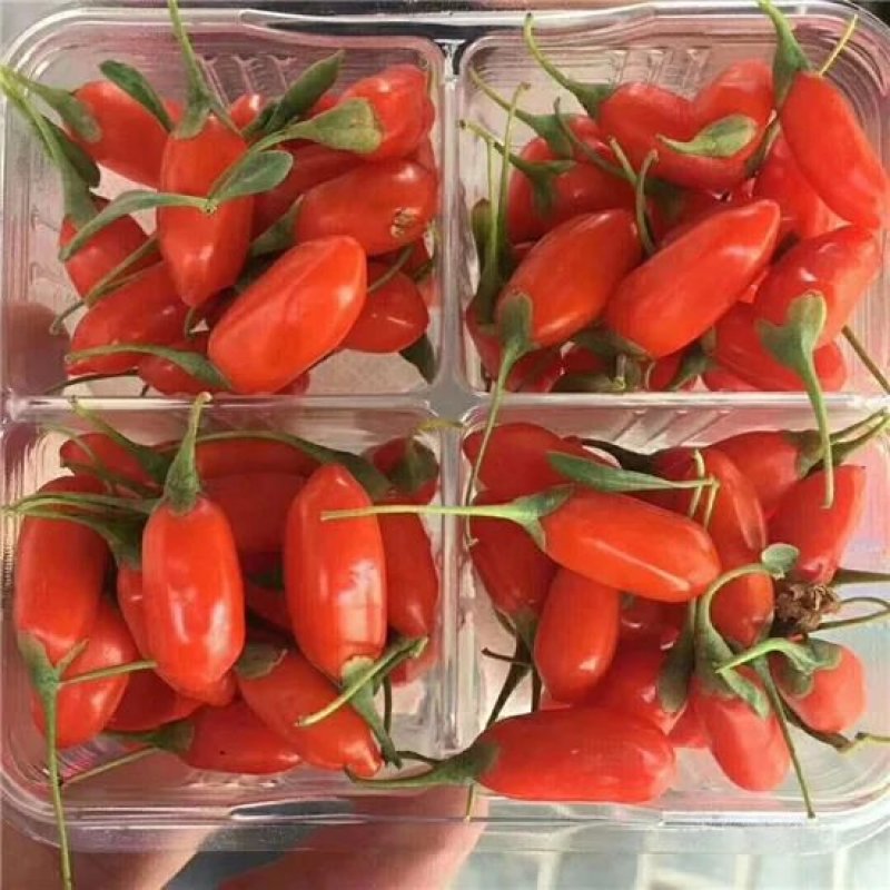 枸杞鲜果