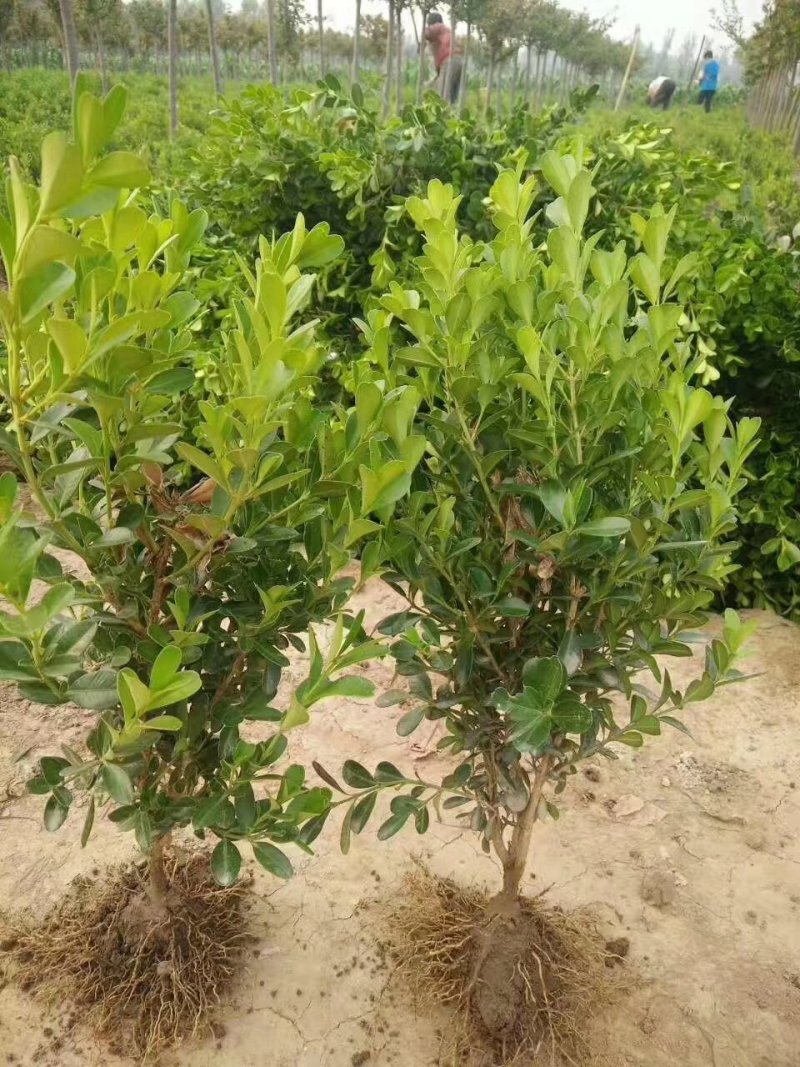 绿化苗木，苗木，小叶黄杨，1米～1.5米